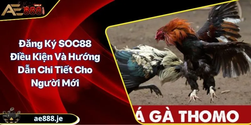 chơi đá gà Thomo