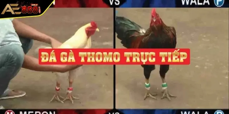 Khái quát thông tin về đấu trường đá gà Thomo